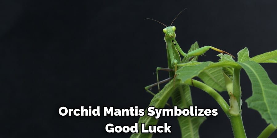 Orchid Mantis Symbolizes Good Luck