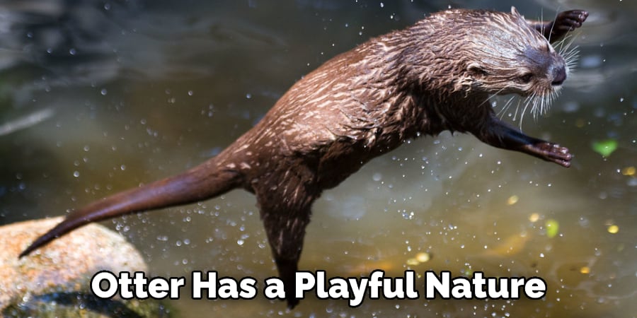 Otter Has a Playful Nature