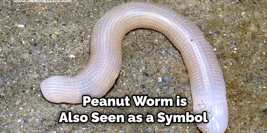  Peanut Worm is Also Seen as a Symbol 