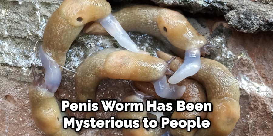 Penis Worm Has Been Mysterious to People