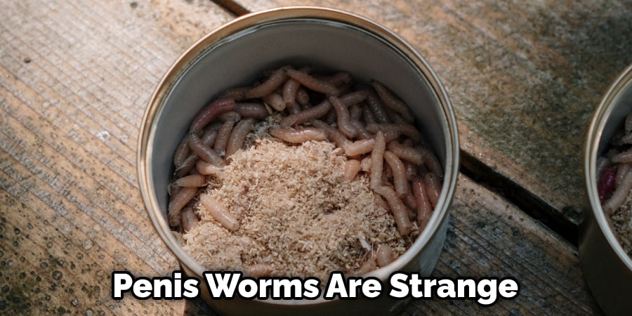 Penis Worms Are Strange