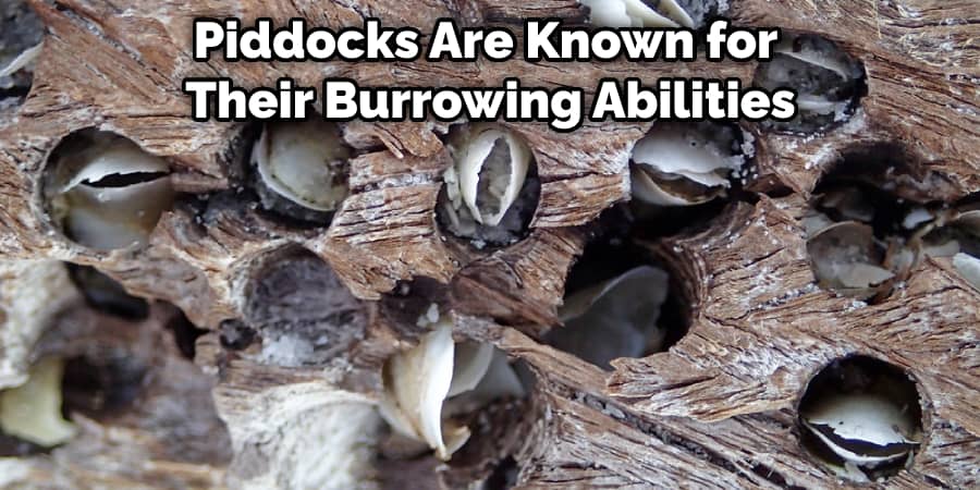 Piddocks Are Known for Their Burrowing Abilities
