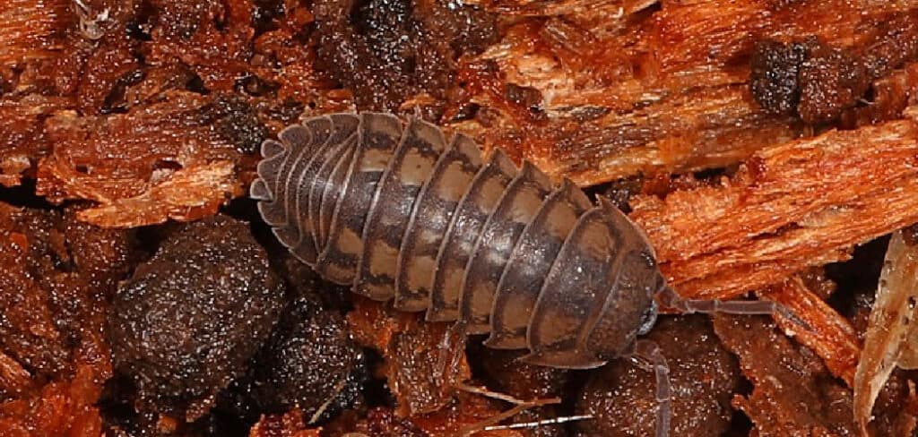 Pillbug Spiritual Meaning, Symbolism, and Totem