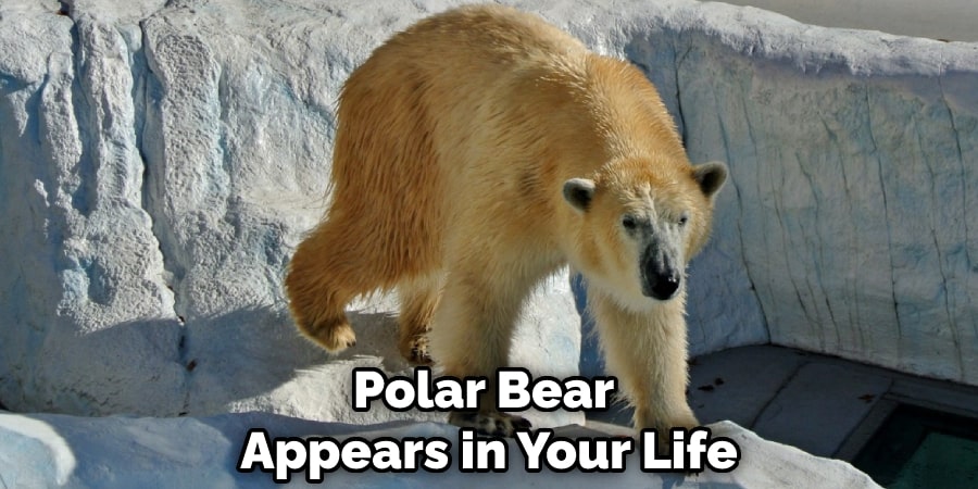 Polar Bear Appears in Your Life