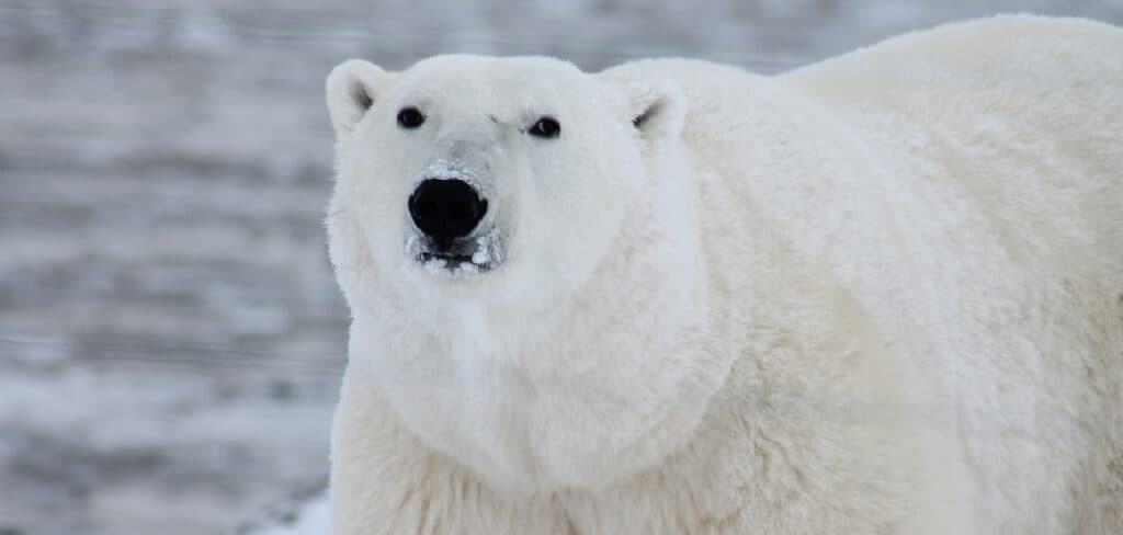 Polar Bear Spiritual Meaning, Symbolism, and Totem
