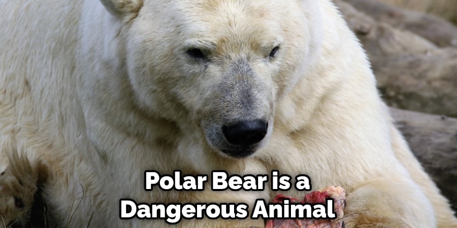 Polar Bear is a Dangerous Animal