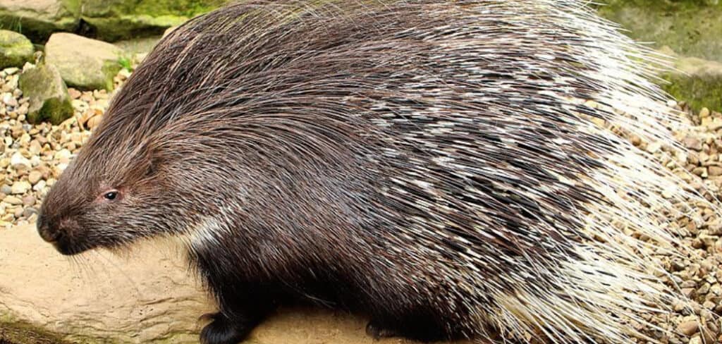 Porcupine Spiritual Meaning