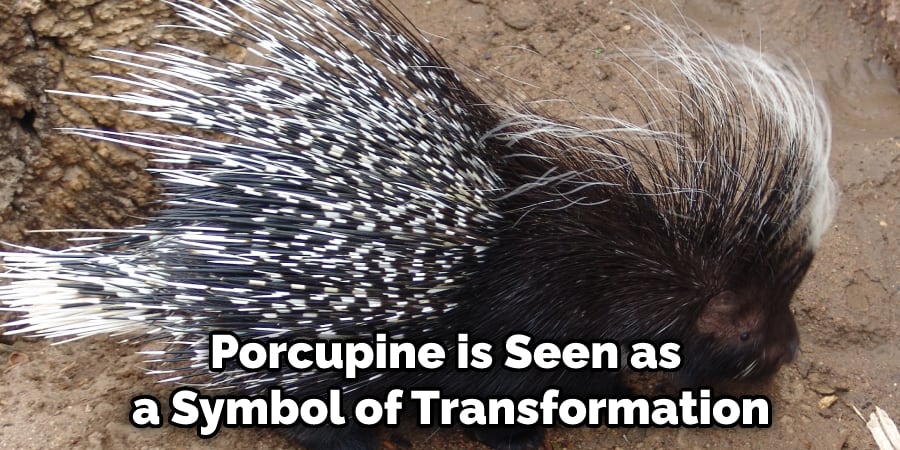 porcupine is seen as a symbol of transformation