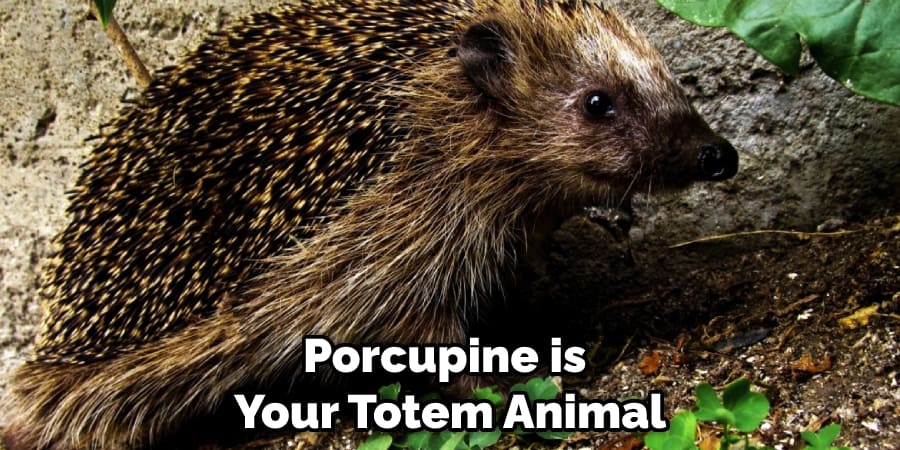 Porcupine is Your Totem Animal