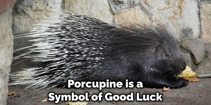 Porcupine is a Symbol of Good Luck