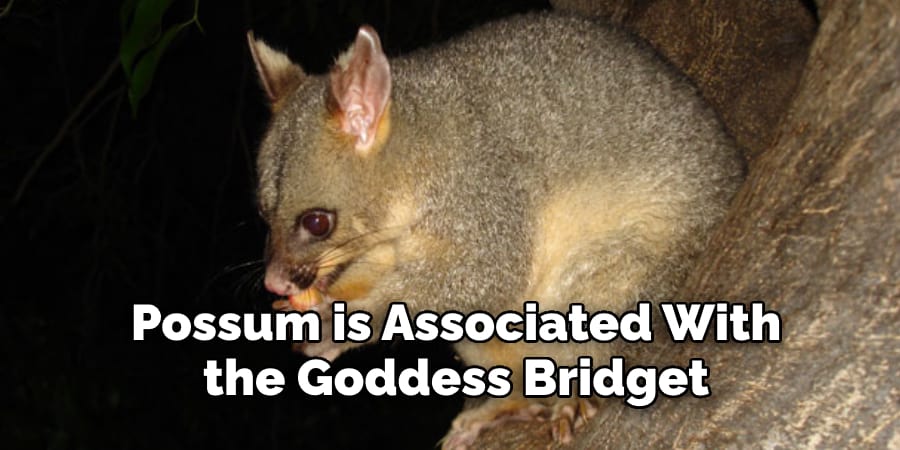 Possum is Associated With  the Goddess Bridget