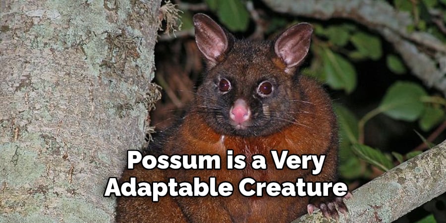 Possum is a Very  Adaptable Creature