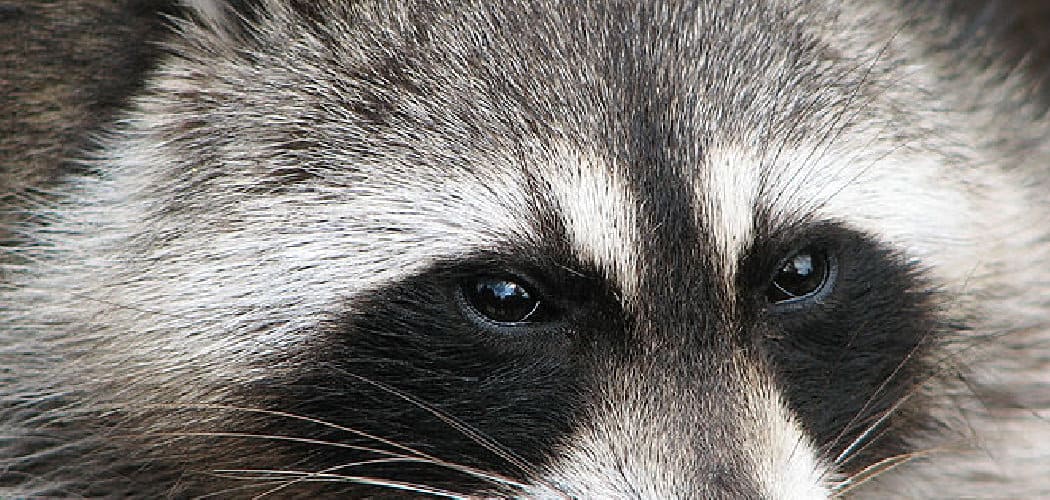 Raccoon Spiritual Meaning