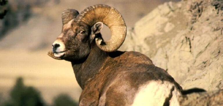 Spirit Guide Ram Ram Spiritual Meaning, Symbolism, and Totem | Explained (2025)