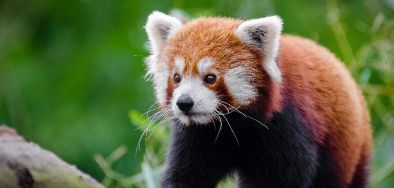 Red Panda Symbolism, Meaning, and Totem | Detailed Guide (2022)