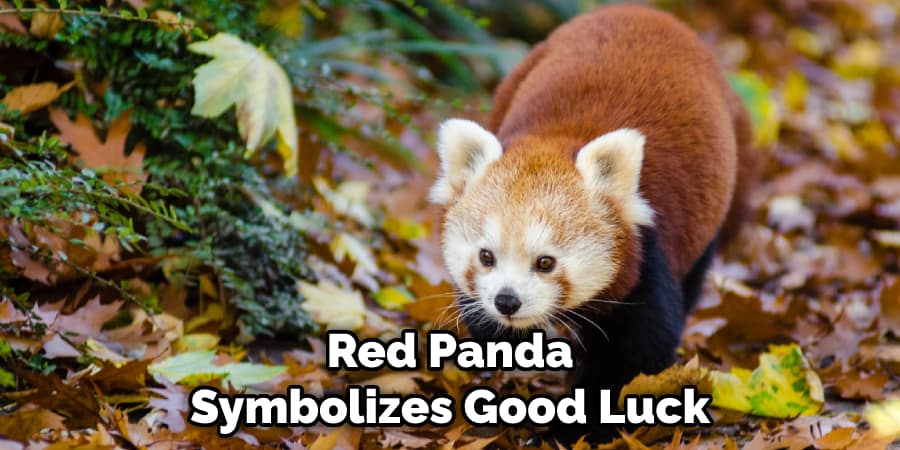 Red Panda Symbolizes Good Luck