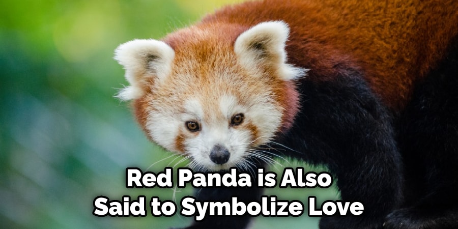 Red Panda is Also Said to Symbolize Love