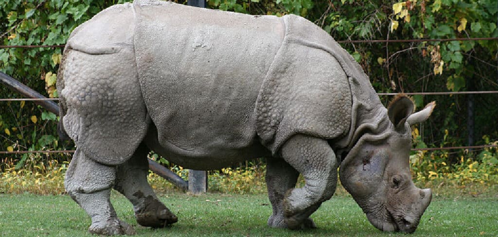 Rhinoceros Spiritual Meaning