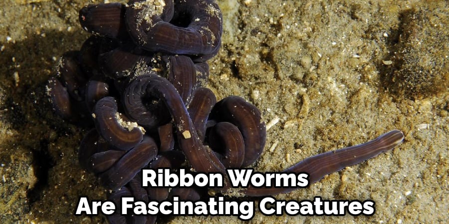Ribbon Worms Are Fascinating Creatures