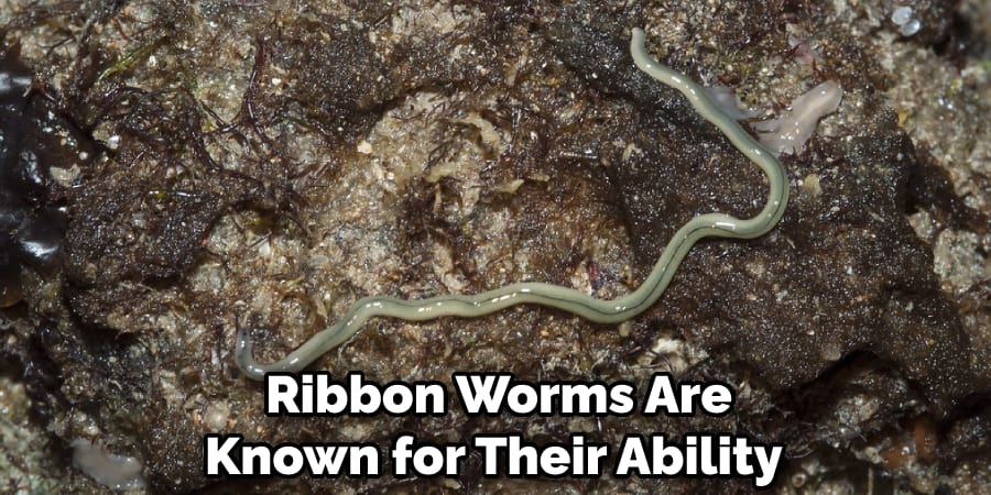 Ribbon Worms Are Known for Their Ability 