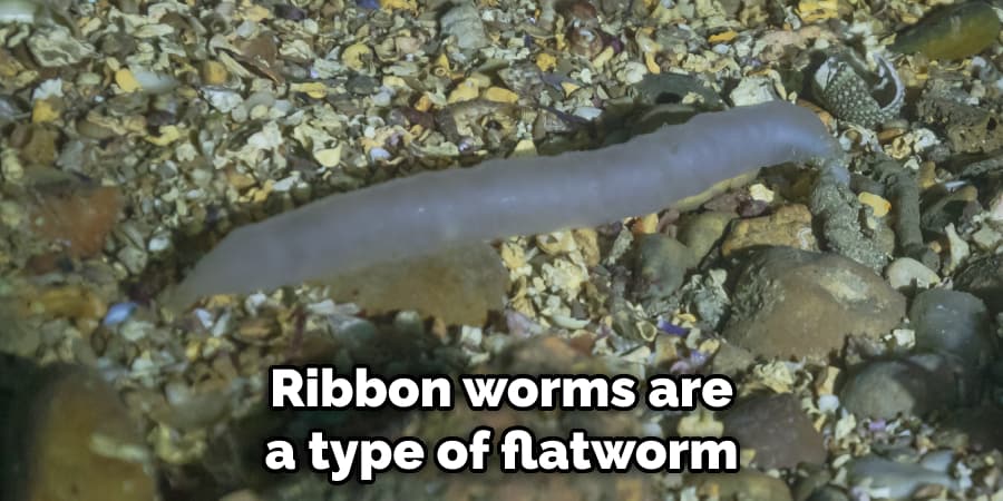 Ribbon worms are a type of flatworm