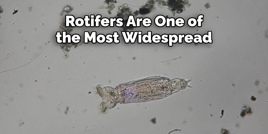 Rotifers Are One of  the Most Widespread