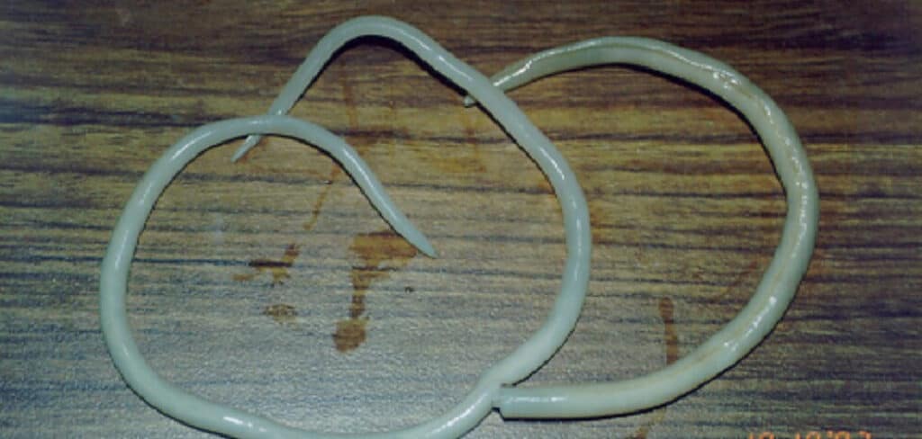 Roundworm Spiritual Meaning