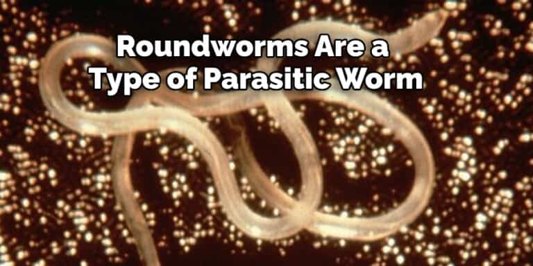 Roundworm Spiritual Meaning, Symbolism, and Totem (2022)