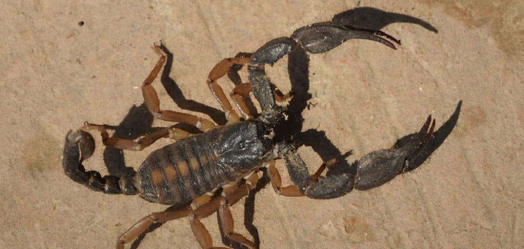 Scorpion Spiritual Meaning