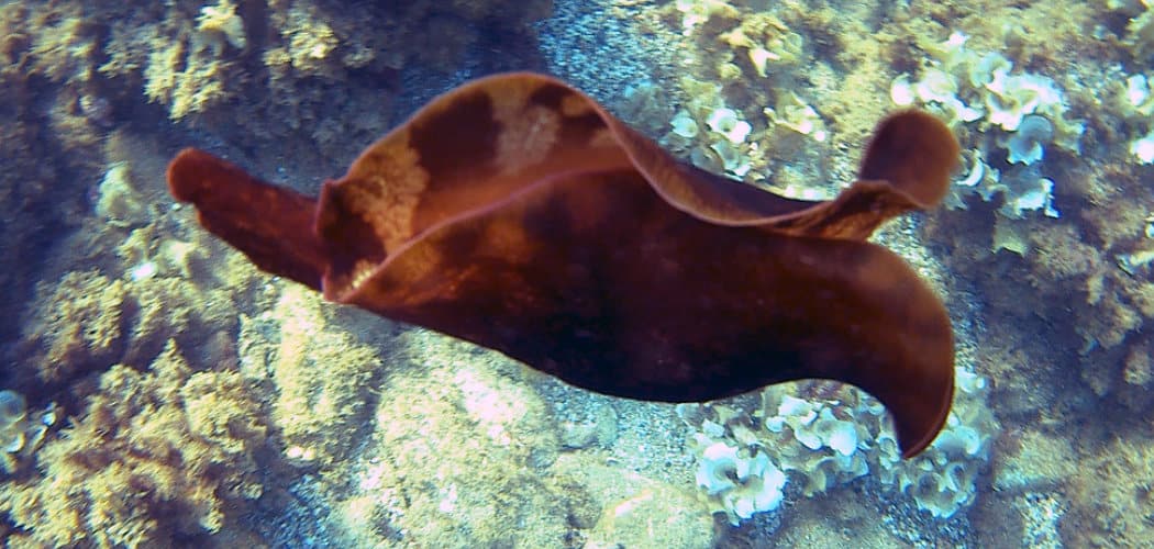 Sea Hare Spiritual Meaning, Symbolism, and Totem