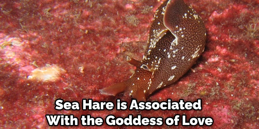 Sea Hare is Associated With the Goddess of Love