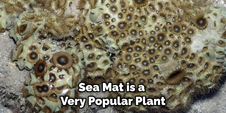 Sea Mat is a Very Popular Plant
