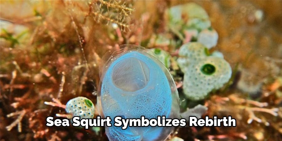 Sea Squirt Symbolizes Rebirth