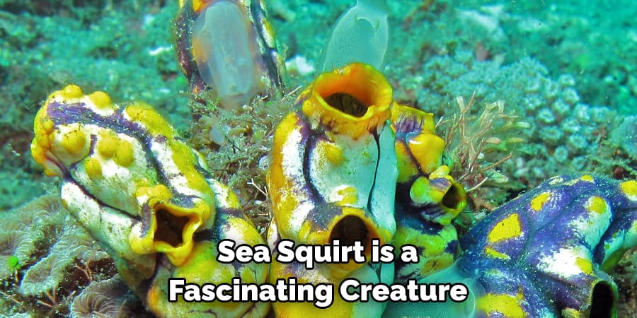 Sea Squirt is a Fascinating Creature