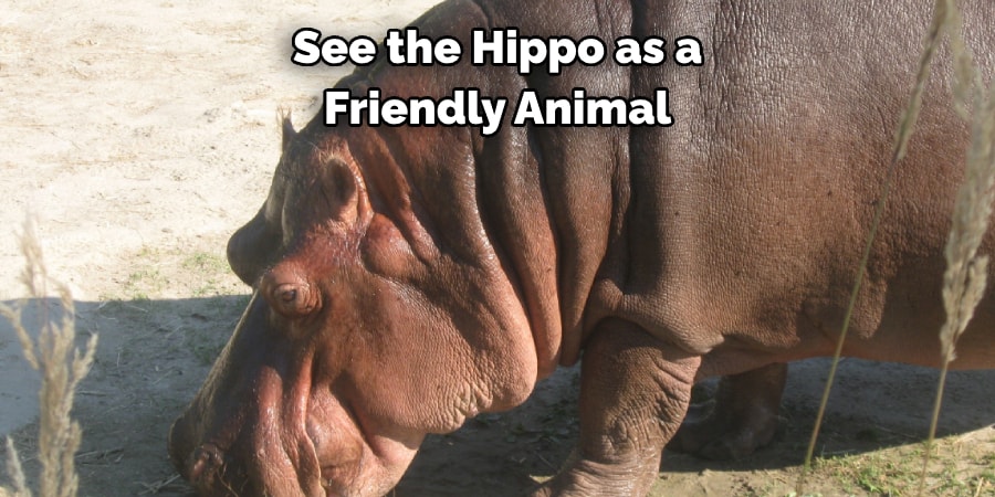 See the Hippo as a Friendly Animal