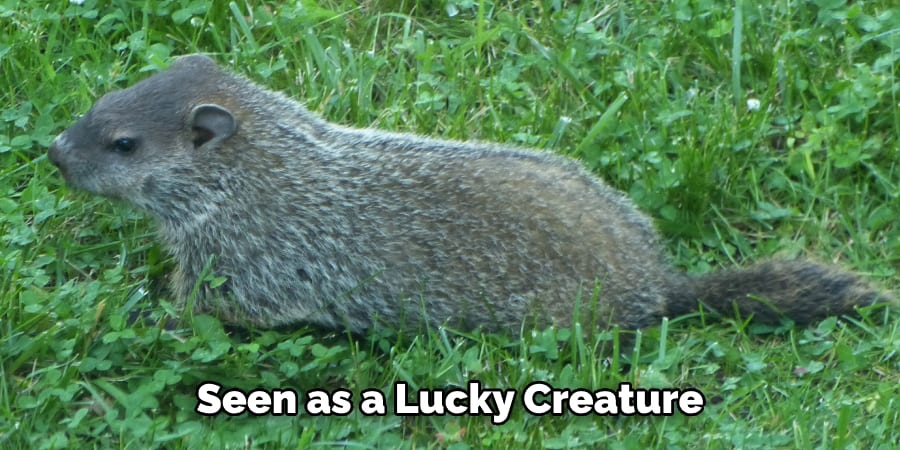 Seen as a Lucky Creature