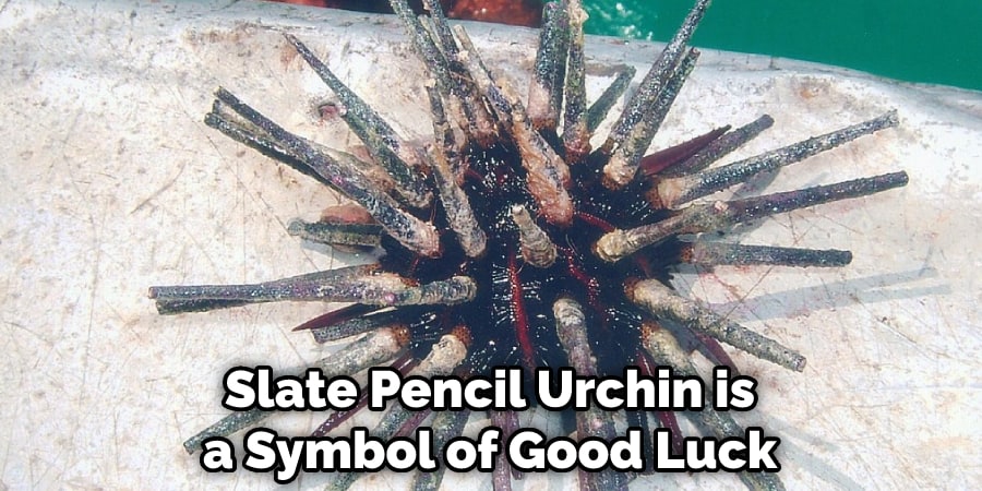 Slate Pencil Urchin is a Symbol of Good Luck