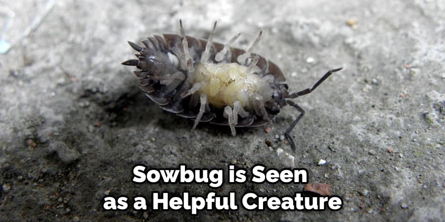 Sowbug is Seen as a Helpful Creature