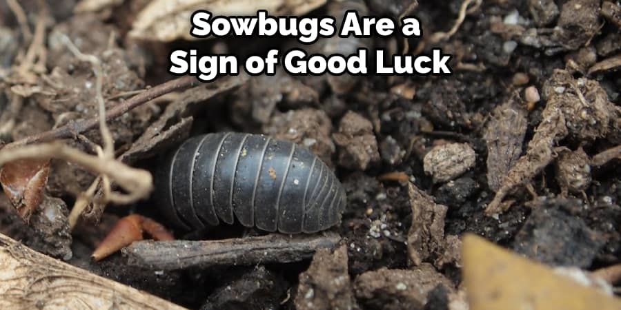 Sowbugs Are a Sign of Good Luck