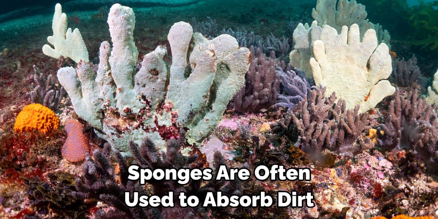 Sponges Are Often Used to Absorb Dirt