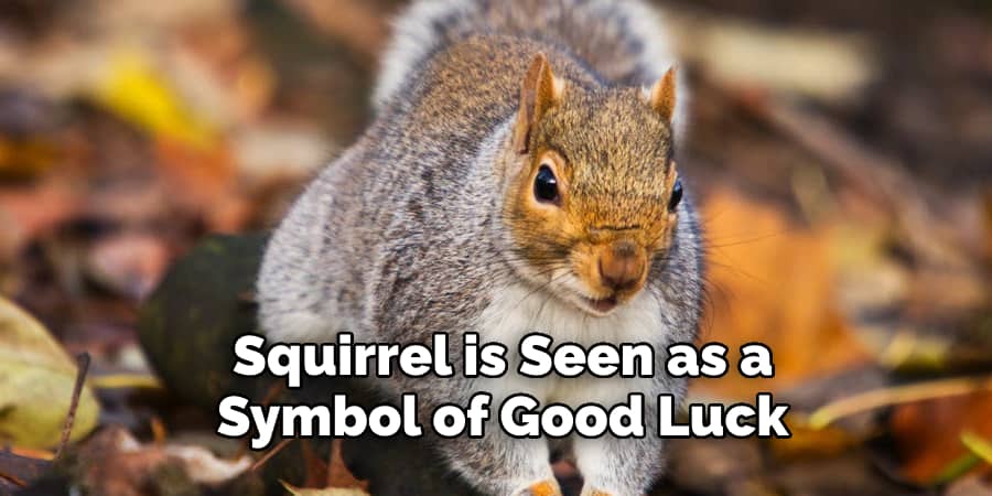 Squirrel is Seen as a  Symbol of Good Luck