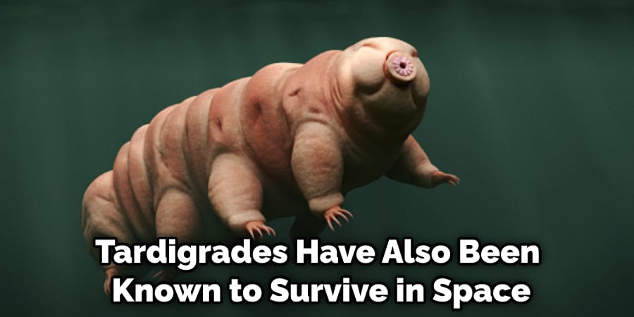 Tardigrades Have Also Been Known to Survive in Space