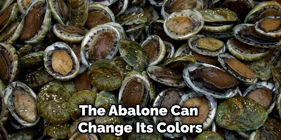 The Abalone Can Change Its Colors