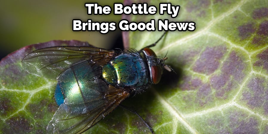 The Bottle Fly Brings Good News 