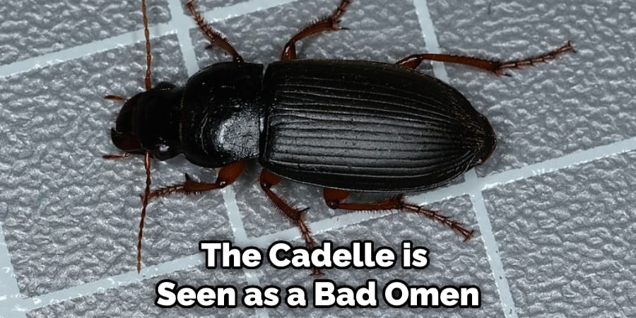 The Cadelle is Seen as a Bad Omen