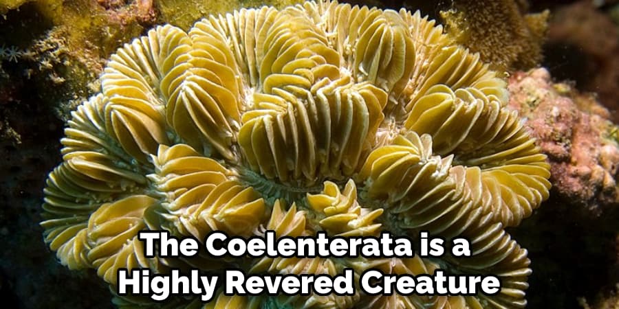 The Coelenterata is a Highly Revered Creature
