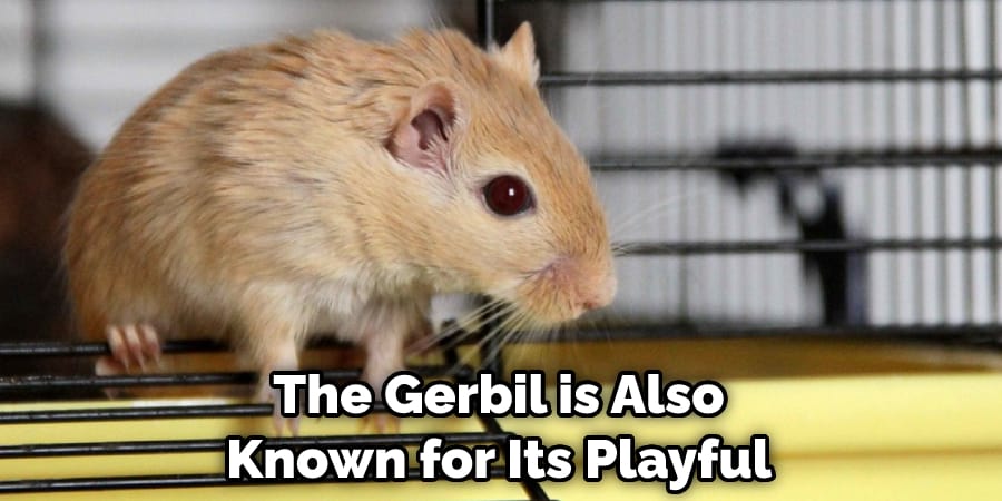 The Gerbil is Also Known for Its Playful