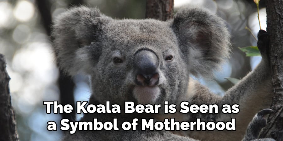 The Koala Bear is Seen as  a Symbol of Motherhood