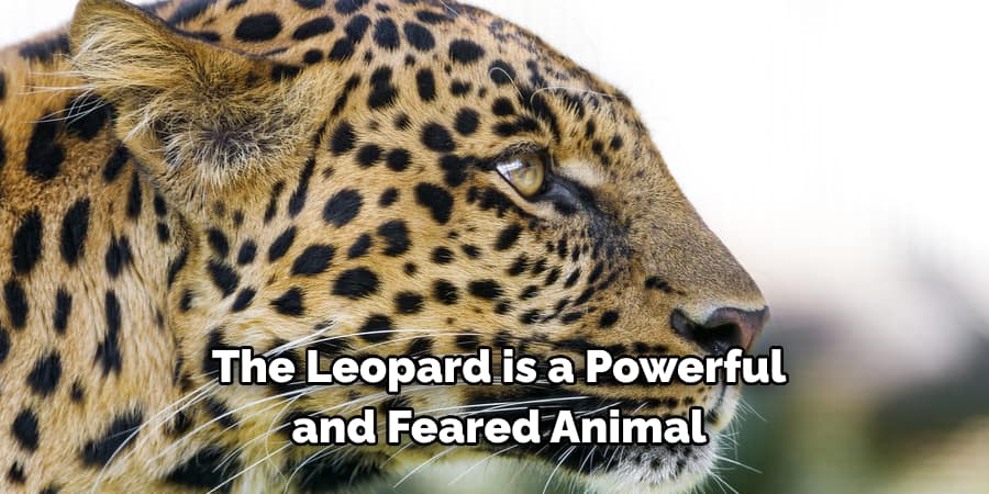 The Leopard is a Powerful and Feared Animal
