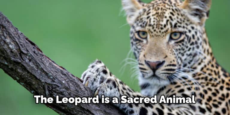 Leopard Spiritual Meaning Symbolism And Totem Explained